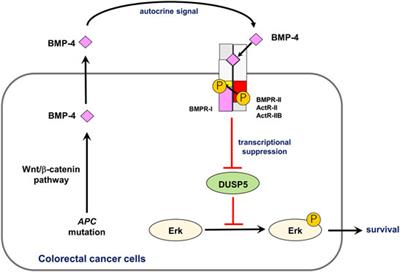 Bone Morphogenetic Protein Signaling in Cancer; Some Topics in the Recent 10 Years